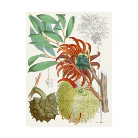 Curtis 'Tropical Variety Iv' Canvas Art,24x32